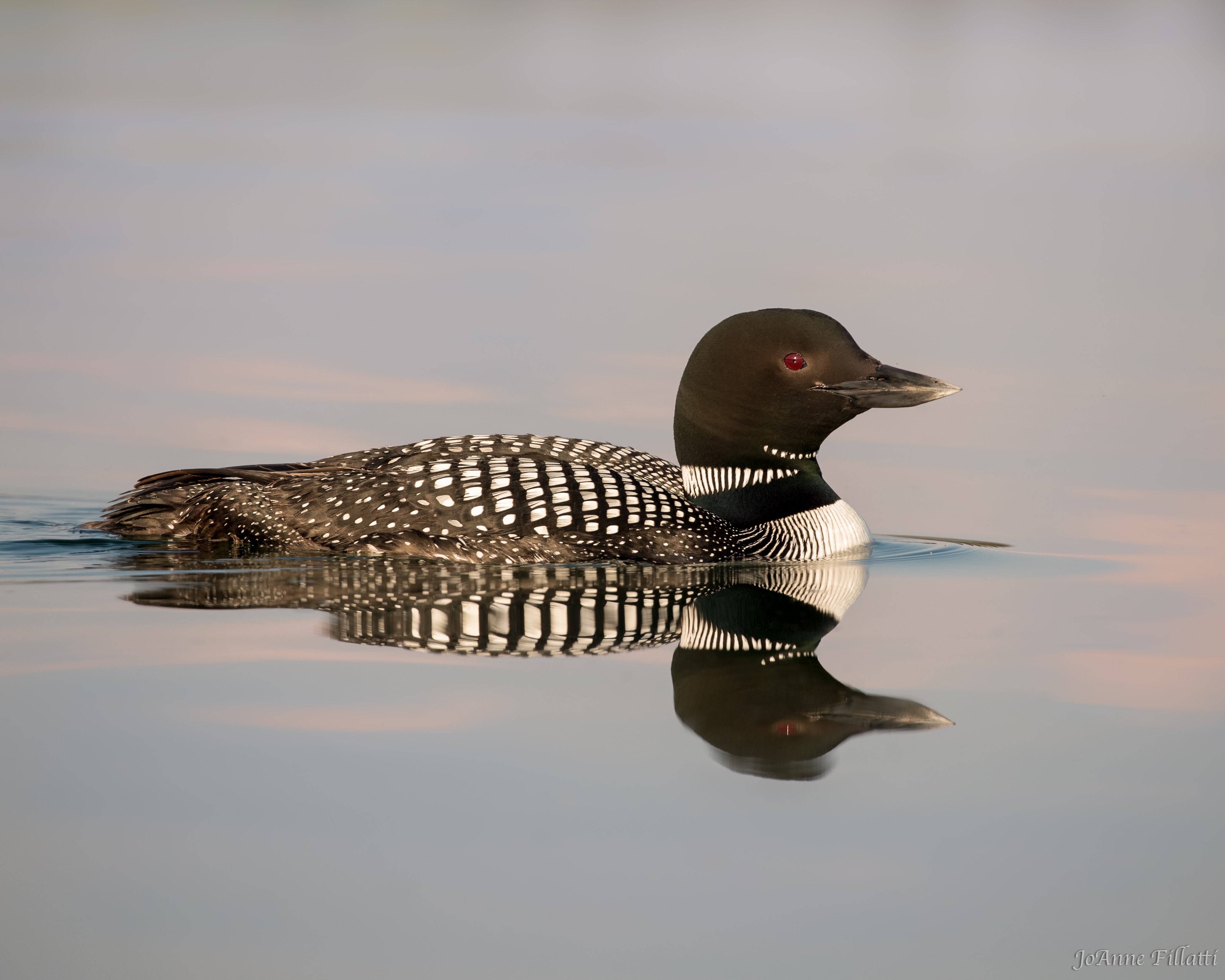 bird of british columbia image 5